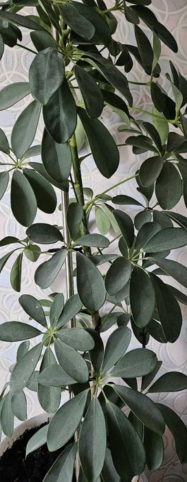 Комнатное растение Шеффлера