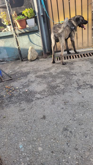 DONEZ câine ,ascultător,jucaus,vaccinat,etc