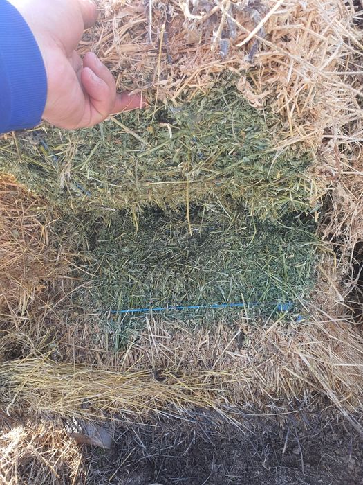 Lucernă de vânzare