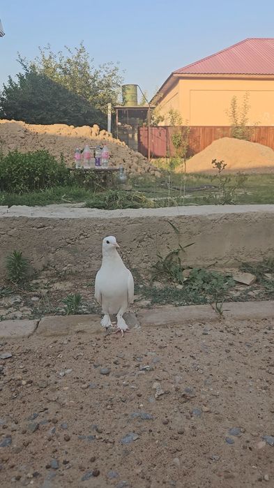 Голуби такла бьяз самец молодой.