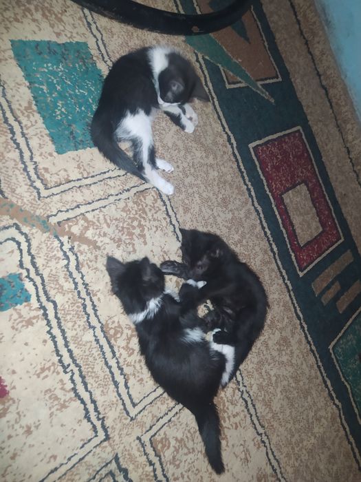 Отдам котят в добрые руки
