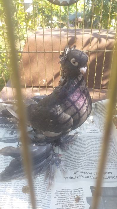 Есектерінде құйрығы бар әйелдердің эротикалық фотосуреттері