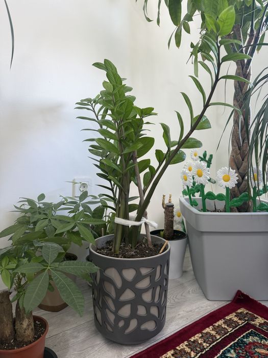 Продам Домашние цветы