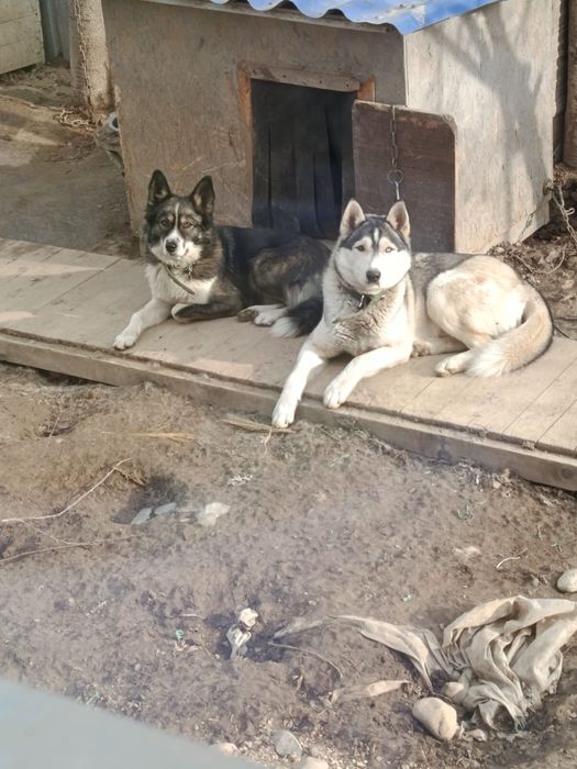 Отдам хаски бесплатно