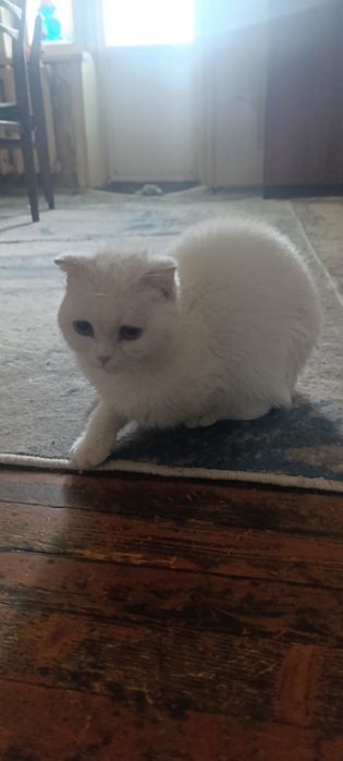 Вислоухая в добрые руки