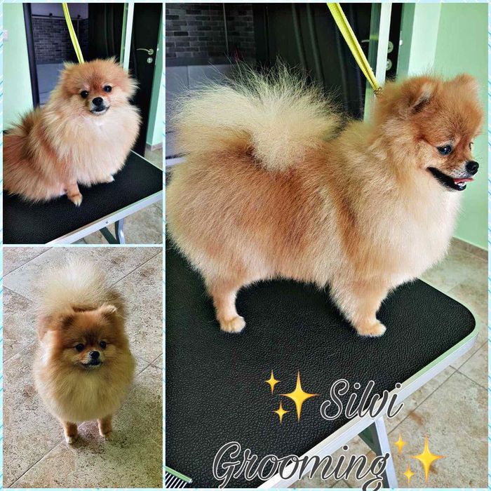 Груминг услуги. Къпане, подстригване, разресване на домашни любимци