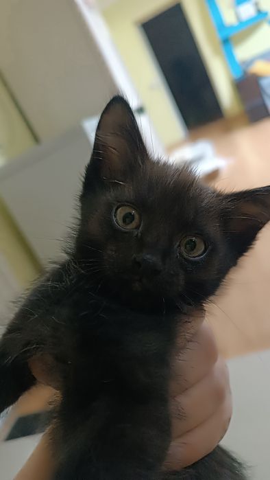 Отдам котенка в добрые руки