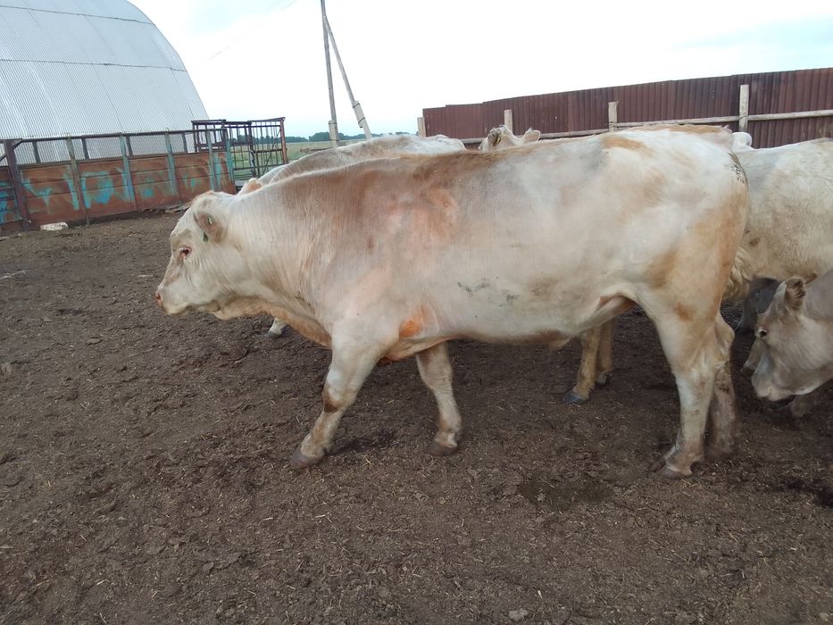 Ферма, Фазенда, Откорм площадка