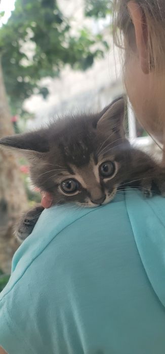Котята в добрые руки.