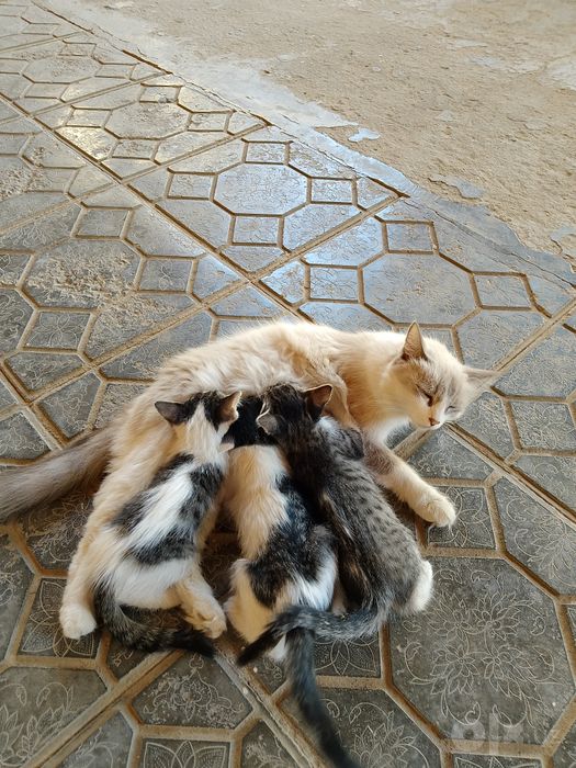 Котята, самцы, 3 шт