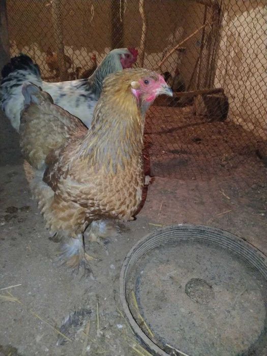 brama, svetli brama tuxumlariga zakaz olinadi