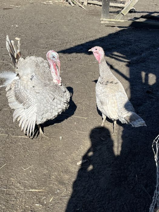 Vand o pereche de curci