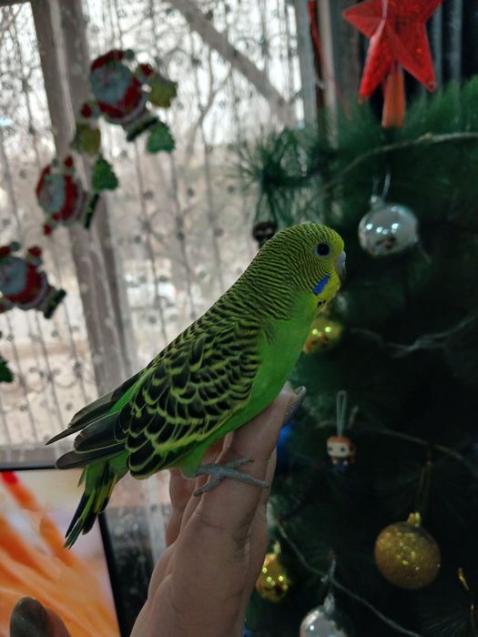 Волнистые попугаи