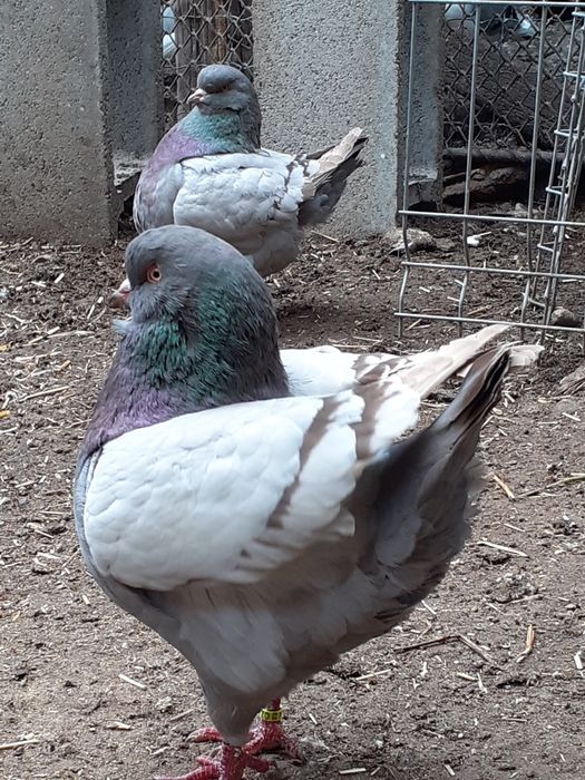 Vând porumbei rasa king Alba Iulia • OLX.ro