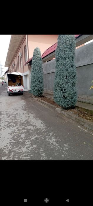 Bogʻbon sadovnik 12 -yillik agranom