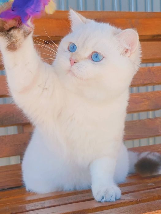 Baietel, british shorthair cu pedigree