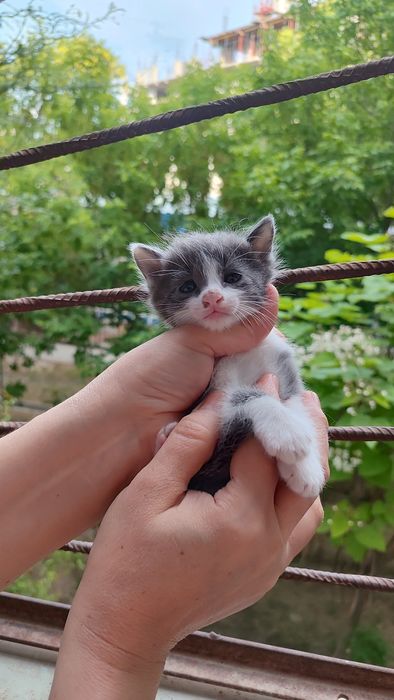 Котятки ребятки в добрый дом, в добрые ручки!!!