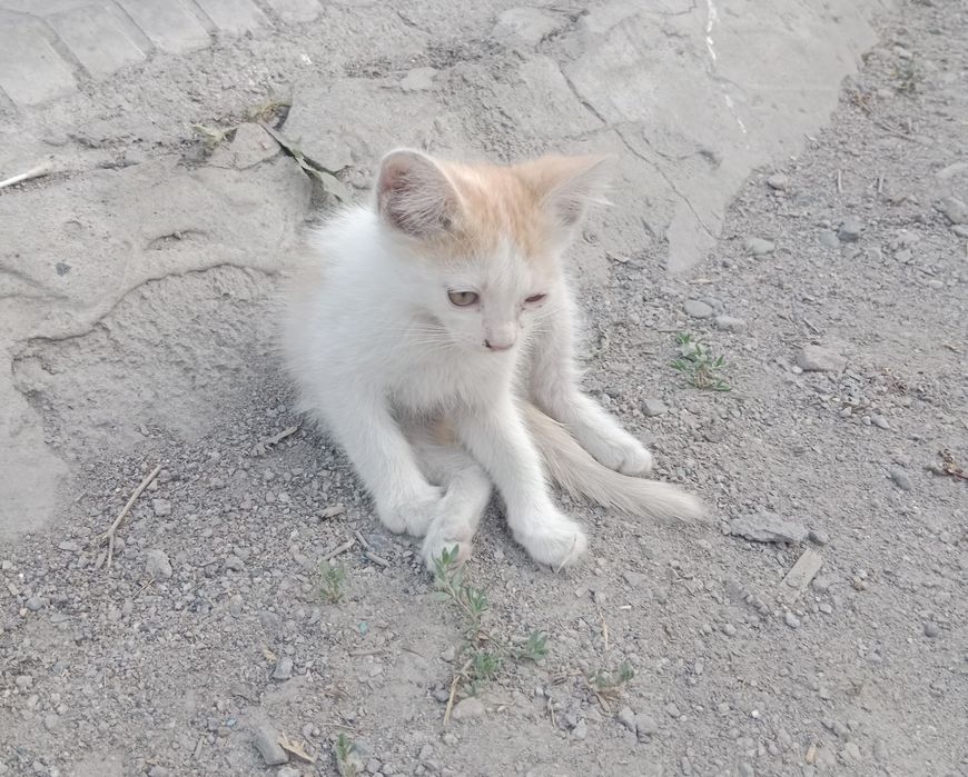 Отдам в хорошие руки