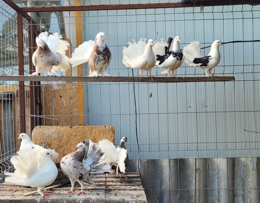 Porumbei voltați și  voltați indieni