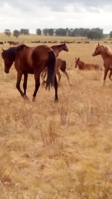 Семиз байталдар сатылады