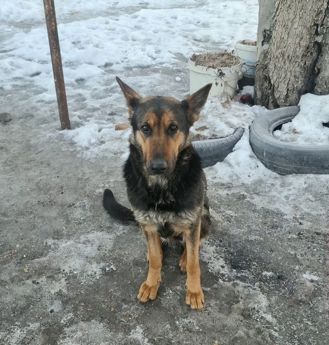 Срочно Отдам в добрые руки!