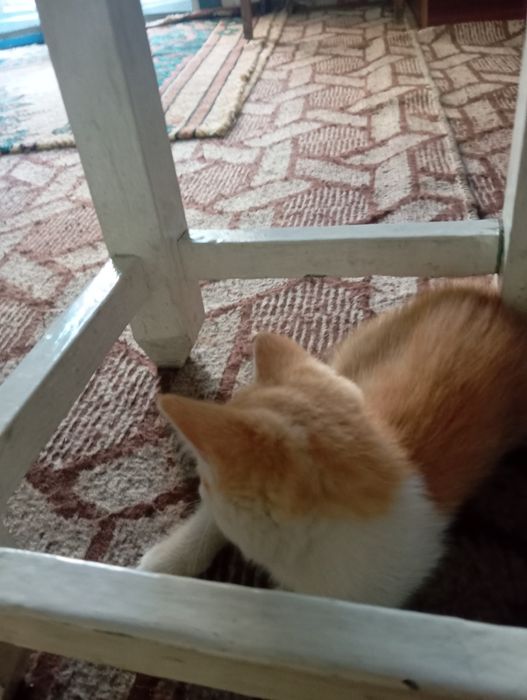 Отдаю котят в добрые руки