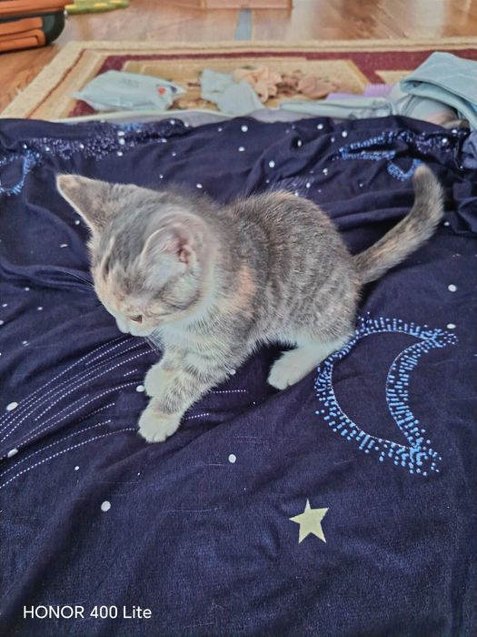 Котята отдам в хорошие руки