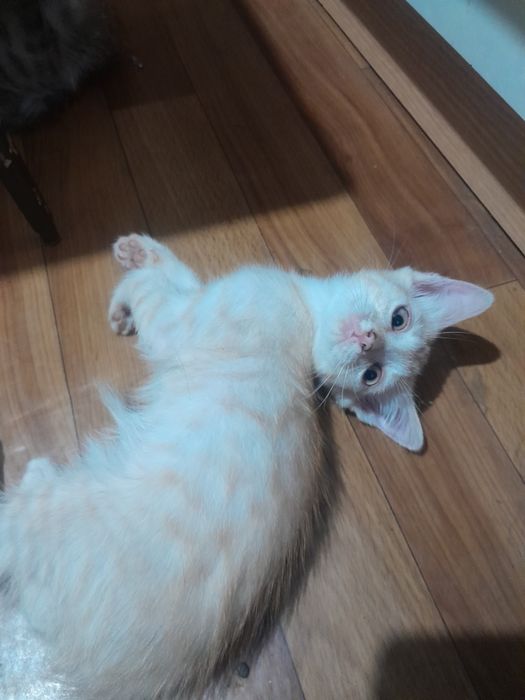 Бесплатно котята