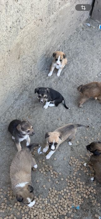 Ofer spre adoptie căței în varsta de aproape 2 luni