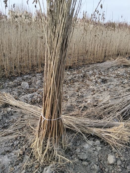 Tut kõchatlari 2 yillik