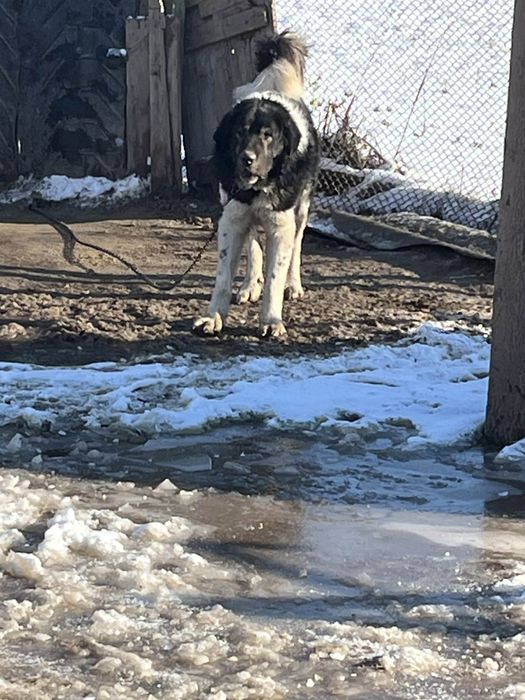 Ciobănesc de Bucovina