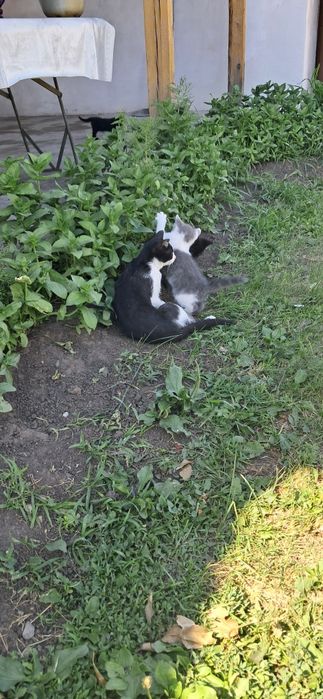 Отдам котят 3 шт