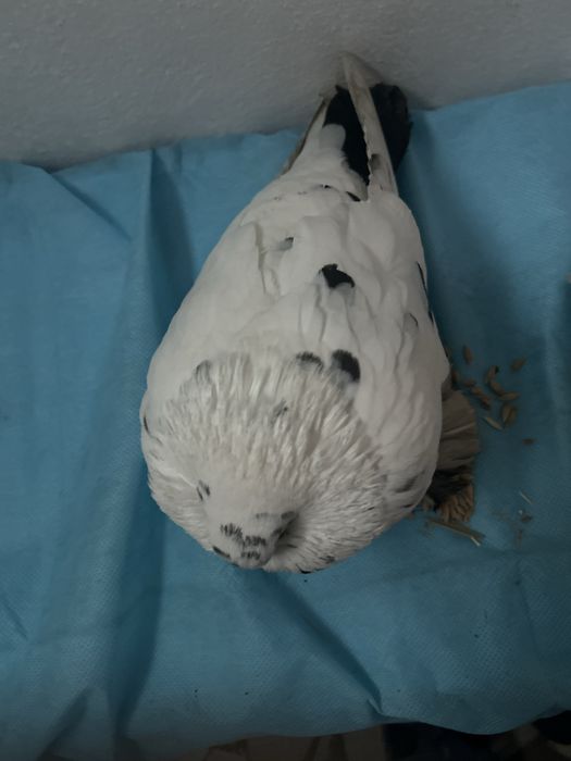 Голуб  Узбекские Самаркандские