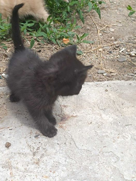 Отдам котят в добрые руки