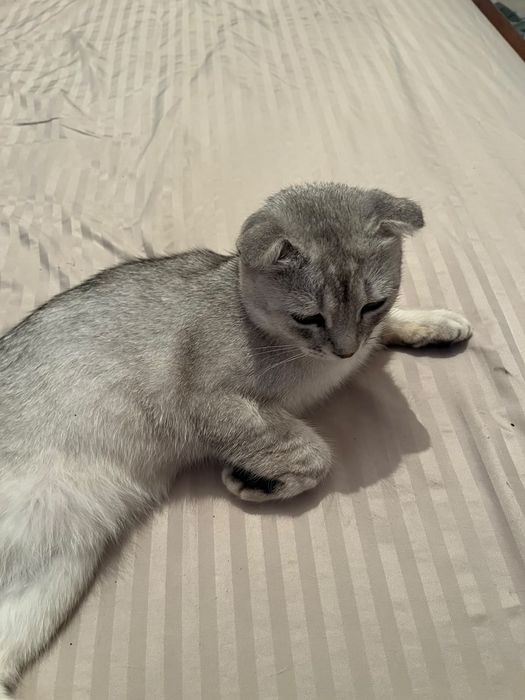 шотландский вислоухий кот
