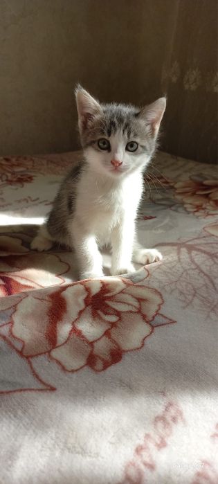 Отдам котят в хорошие руки