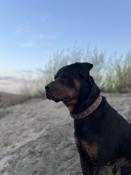 вязка ротвейлера