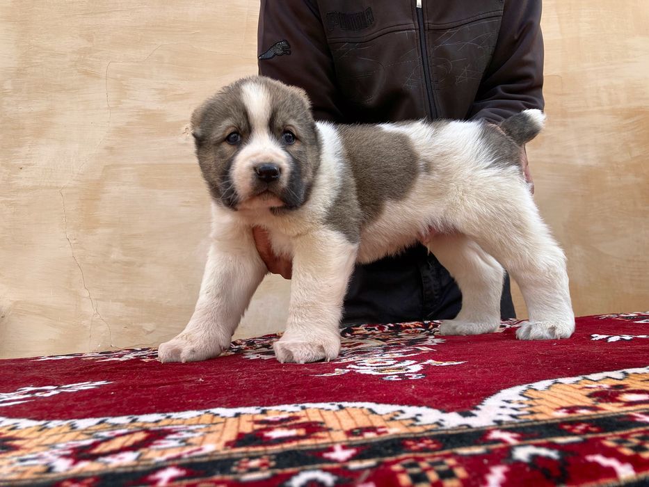 Щенок Туркменского Алабая ( Чистокровный )