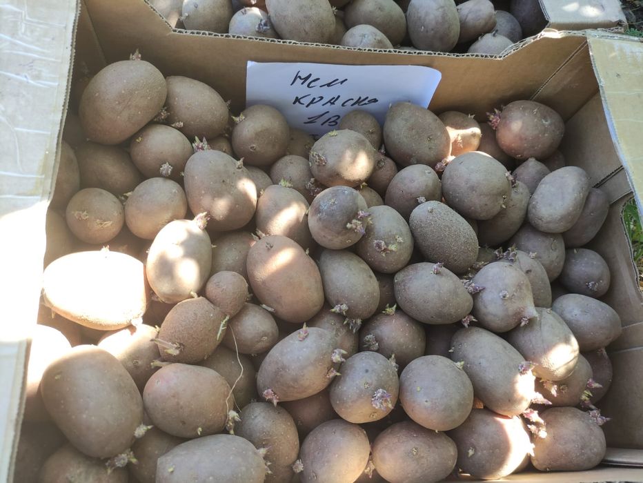 Семенной картофель