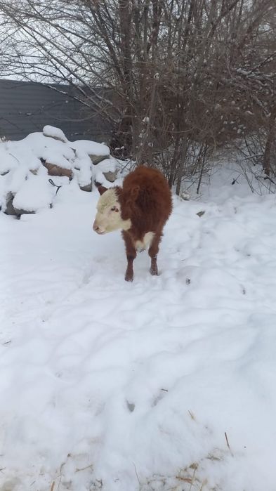 Животные сельхоз животные