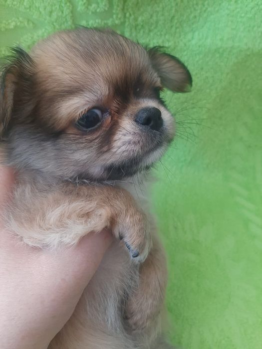 Продаю щенка чихуахуа