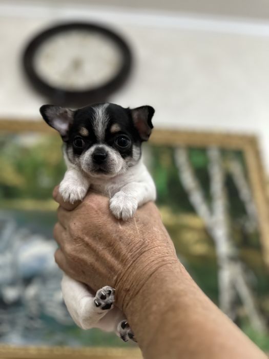 Красивый мальчик чихуахуа