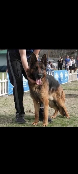 Немски овчарки Момичета