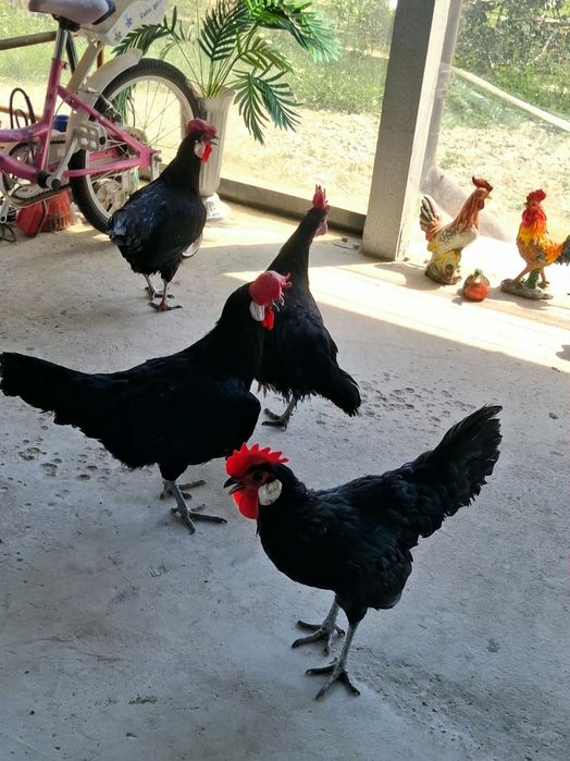 Gaini  Minorca de anul trecut