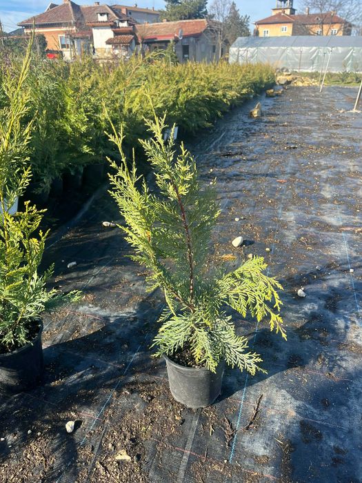 Лейландски кипарис - жив плет за години напред! - с. Недан