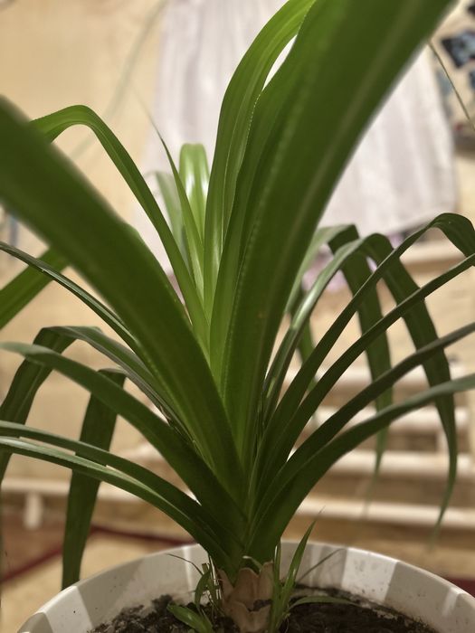 Продается панданус