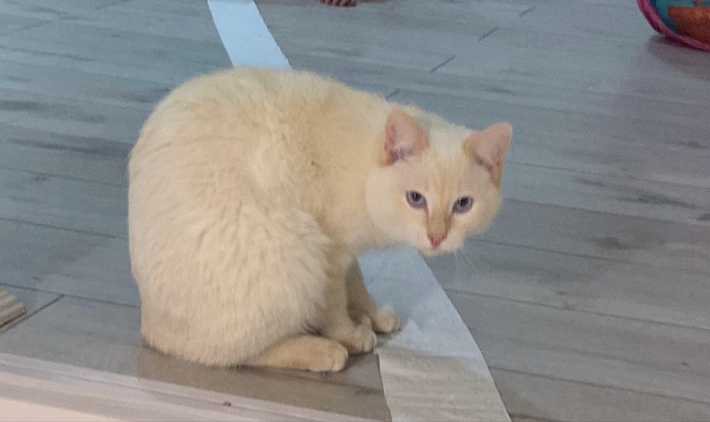 Пропал кот Снежок