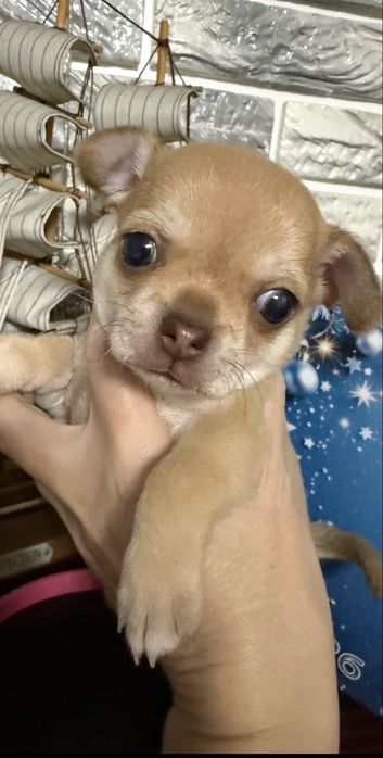 Супер Щенки чихуахуа !!!