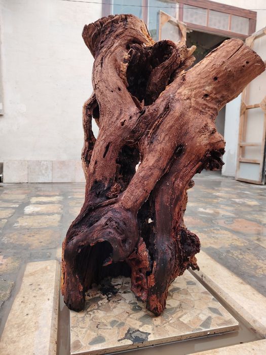 Коряга аквариумга сотилади.