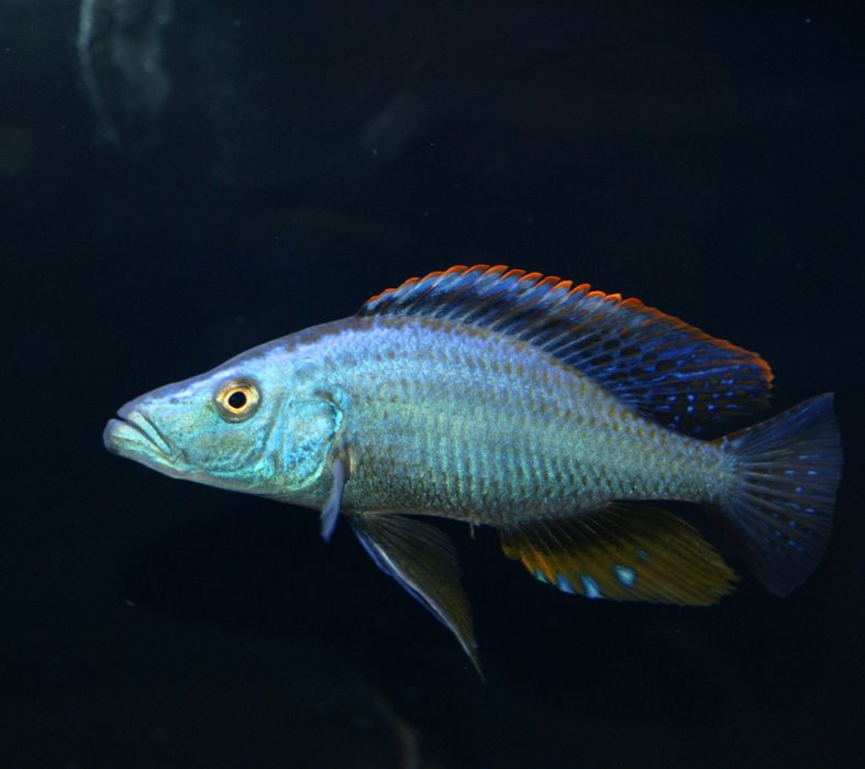 Димидиохромис компрессицепс цихлида нож